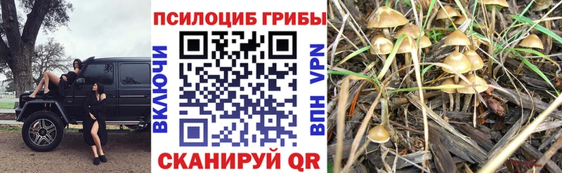 blacksprut зеркало  Грайворон  Псилоцибиновые грибы Psilocybine cubensis 